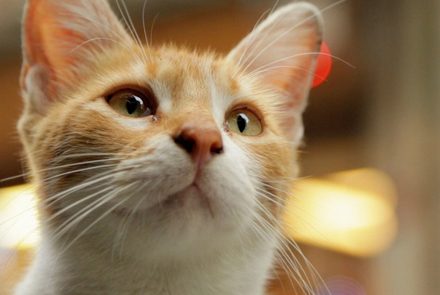 7 แมวเหมียวจากสารคดี 'Kedi เมืองแมว'